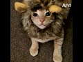 Why my wife love cats? Funny Cats Funny Cats Compilation||Best Funny Cat Videos Ever #funnycatvideos