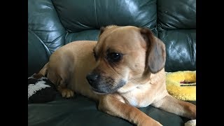 Meet Puggle Bella