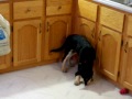 Shelby's Adventures - Don't play with your food...on second thought, go ahead!
