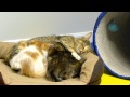 SARL foster litter #3, with mommy kitty - mother cat nursing her kittens