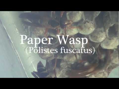 Wasps Building a Nest and Getting Sprayed with Water