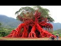 20 Most Unusual Trees in The World