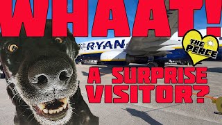 Our dog has a surprise visitor