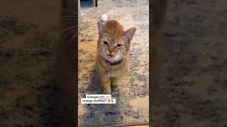 Cat That