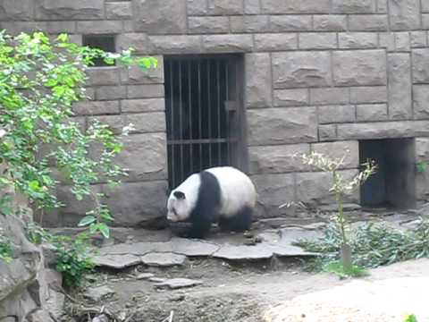 北京動物園のパンダさん　その３