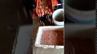 Ac 1000 Peanut Sheller Sherlley Whatsapp86 13971238209