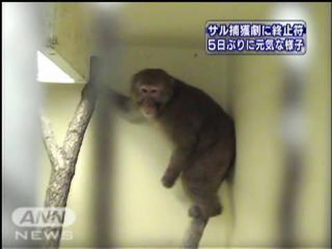 名古屋の動物園から逃げたニホンザルを5日ぶり捕獲（09／10／18）