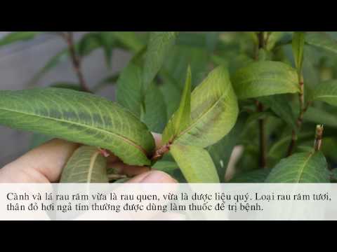 Rau Răm và những lý do chị em cũng không nên ăn nhiều rau răm