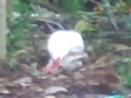 image Asiknya Ml Di Kebon Samping Pabrik Donat