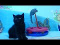 Черный прямоухий котенок из питомнкиа "Файна Киця"