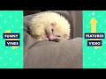 TRY NOT TO LAUGH - Funniest Pets of the Week!