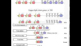 Myeloma Therapy: Understanding Free Light Chain Assays Myeloma Therapy: Understanding Free Light Chain Assays