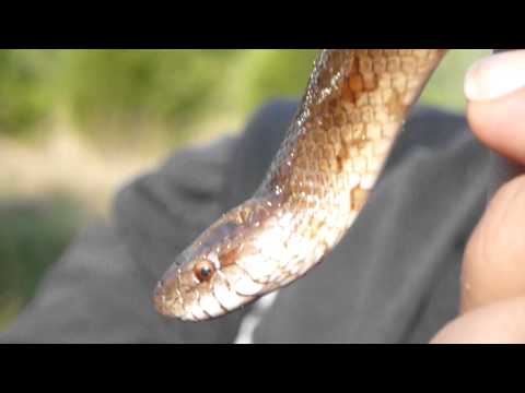 Mole King Snake with Mike Gregory and Mark Khosravi