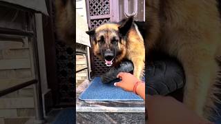 Top 7 Deadly Dog Breeds In The World