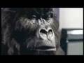 Youtube Thumbnail Cadbury's Gorilla Advert Aug 31st 2007