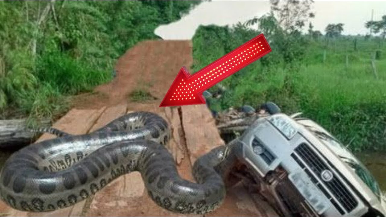 Black anaconda dick