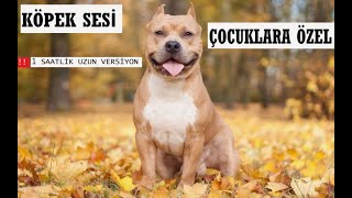 Köpek Sesi I Köpek Havlaması I Gerçek Köpek Sesi I Yavru Köpek Sesi Uzun Versi̇yon