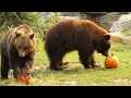 Bronx Zoo Bears Play with Pumpkins