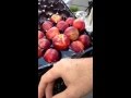 Chef John Carlos from Michael's picks produce at the Farmer's Market