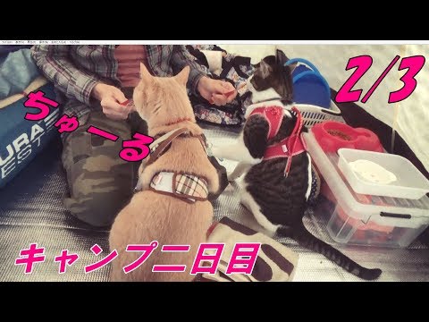 猫連れ紅葉キャンプ二日目【猫日記こむぎ＆だいず】2017 11 12 (11月15日 19:15 / 8 users)