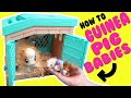 Little Live Pets Mama Surprise Guinea Pig with 3 Surprise Babies with Encanto Mirabel and Isabela