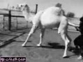 بنات أول قووووية