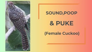 POOP and PUKE of FEMALE Cuckoo || Sounds of female asian koel