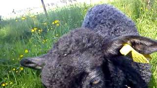 Lammungen Fiffie D