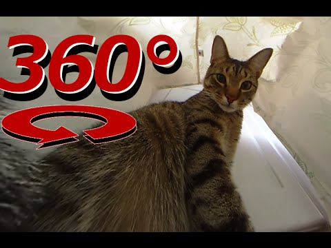 360 Degree Cat Video - The Cat's In the Bag - Full Version