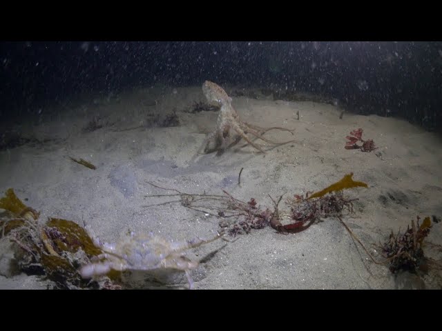 Red Octopus Face Off With A Swimmer Crab - Video