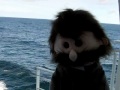 Puppet fun with Rev Neil Down all at sea.wmv