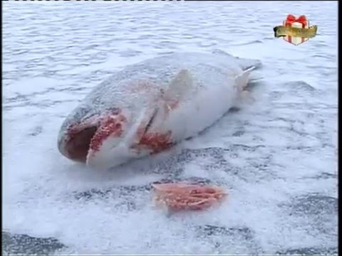 прогноз рыбалки в конотопе прогноз рыбалки в конотопе
