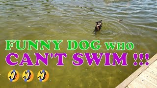 Funny dog can't swim with Old Macdonald had a farm music for childrens