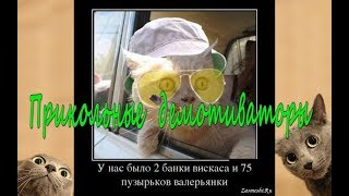 Весёлые картинки. Демотиваторы с котами. Приколы с котами 2019 .Demotivators. Funny pictures.
