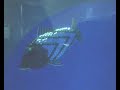 Robots inspired by animals
