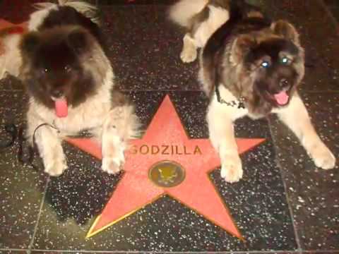 dogue de bordeaux,cross apbt, dogue de bordeaux,cross apbt,