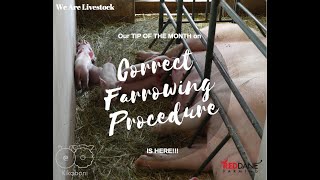 Tip of the Month on Correct Farrowing Procedure in Your Piggery