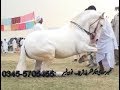 best horse dance in pakistan/shakrila No.4