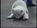 Polar Bear Video