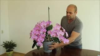 Орхидея Уход. Как Вырастить Сильное Здоровое Растение.