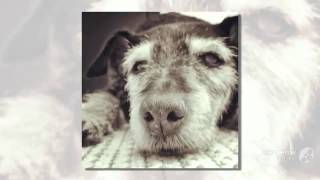 German Hunt Terrier Dog Breed