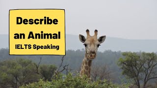 IELTS Speaking Advice - Describe an Animal