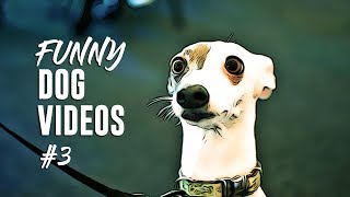 Funny Dog Instagram Videos Compilation 2019 (Part 4)