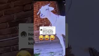 Hoorain Name Goat Voice Funny Video