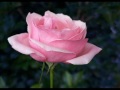 Her fragrance and her radiance! - Rose Month ecards - Events Greeting Cards