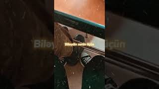 Nece Darıxmışam Whatsapp Status Videoları, Sounds App