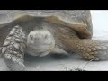 giant tortoises endangered species, tortues geantes en danger extinction monaco