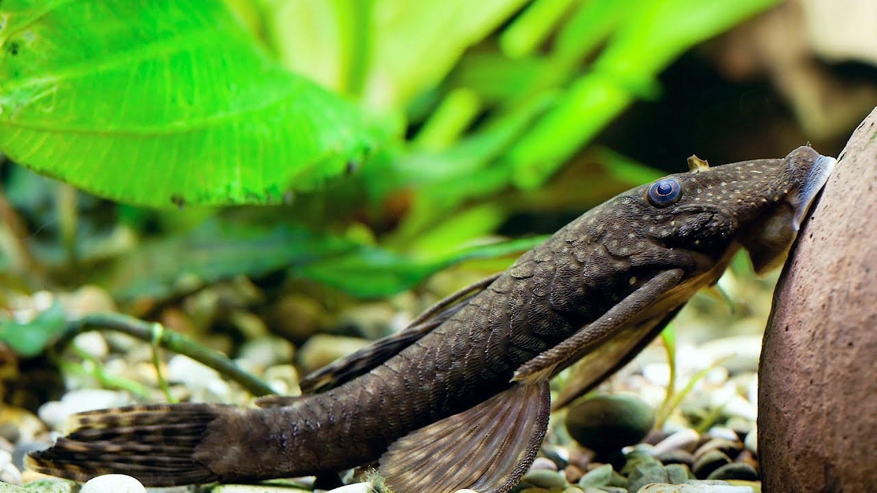 Tropical Fish Tank Gravel Cleaner