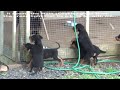 Our Rottweiler Puppies.mp4