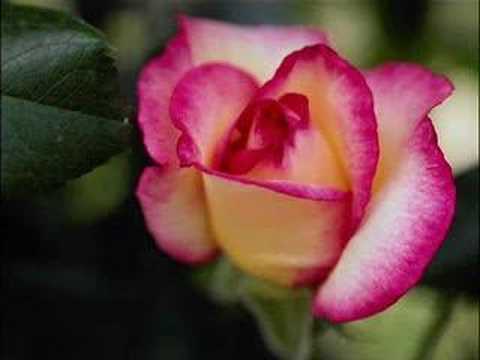 Yalancinin Birisin Video